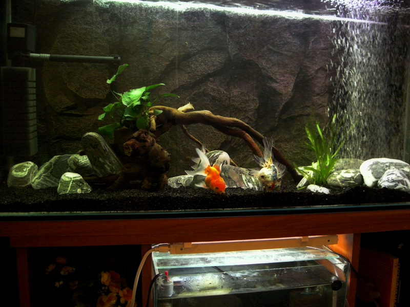 55 gallon goldfish aquarium